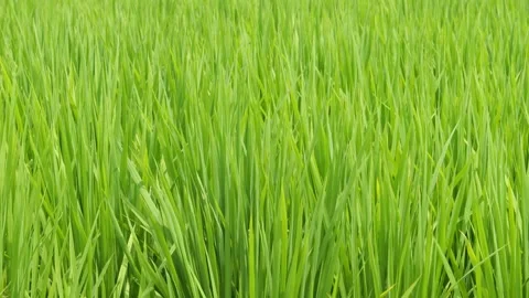 Green grass in rice field Stock Footage 278378158