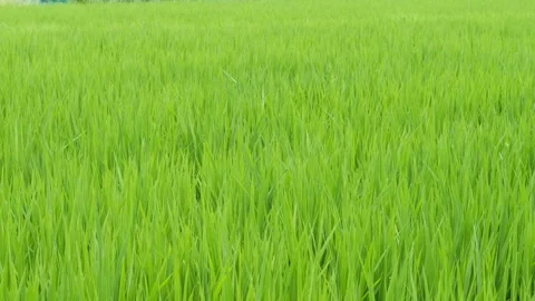 Green grass in rice field Video stock 278378159