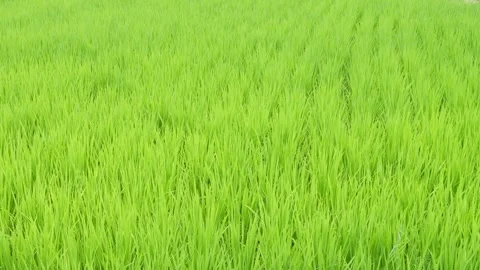 Green grass in rice field Video stock 278378172