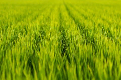 Green grass of rice field Foto stock