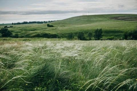 The green grass ripples in the wind. Stock Photos