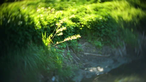 Green grass on the river bank sways in the wind.  Stock Footage 337138913