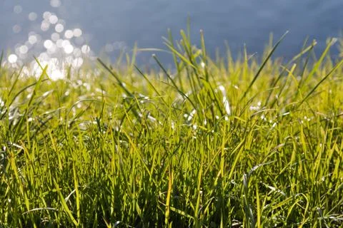 Green grass on river beach Stock Photos