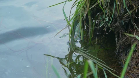 Green grass by the river Stock Footage 102721947
