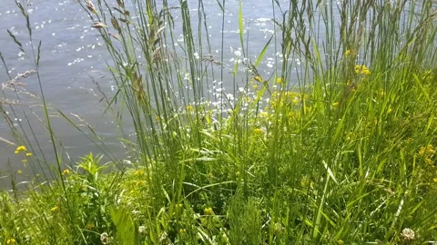 Green grass by the river Video stock 274883117