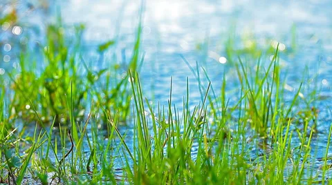 Green grass in the river ode. 4K. FULL HD, 4096x2304. Stock Footage 36951274