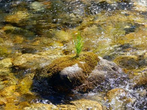 Green grass on the river Foto stock