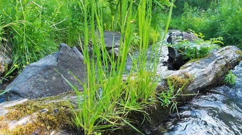 Green grass on River Shore Stock Footage 40313622