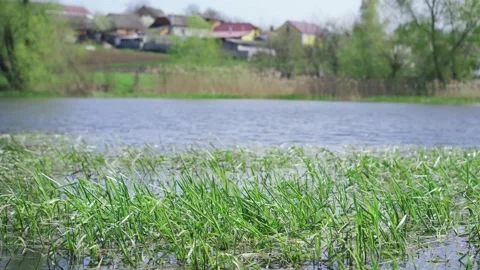 Green grass by the river on a windy day with houses in the background Stock Footage 153555602