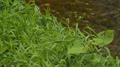 Green Grass on a Riverbank Stock Footage 244363656