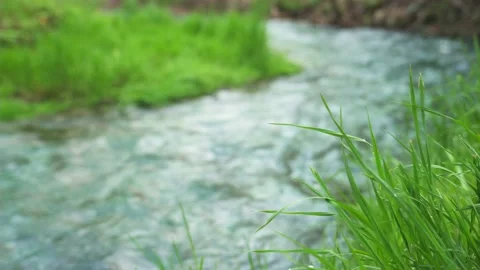 Green grass at the riverside Video stock 231492307