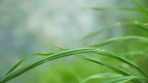 Green grass at the riverside Video stock 231492420