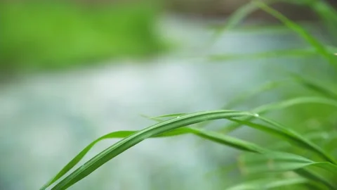 Green grass at the riverside Video stock 231492556