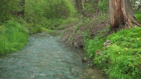 Green grass at the riverside Video stock 231492570