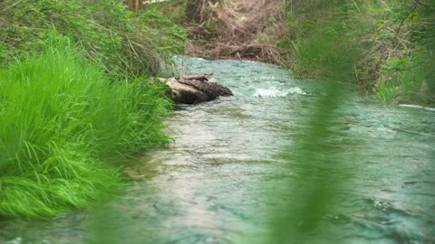 Green grass at the riverside Video stock 231492579