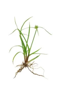 Green grass with roots Stock Photos