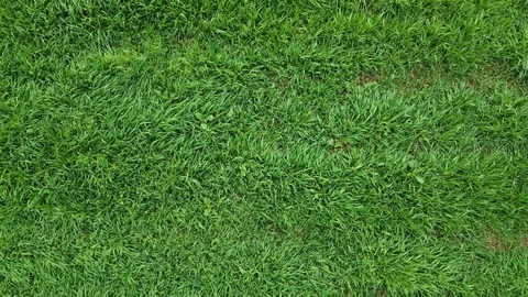 Green Grass Rotation Stock Footage 127251352