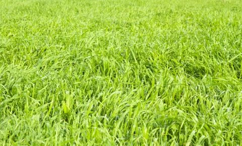 Green grass seamless texture. Stock Photos