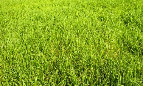 Green grass seamless texture. Stock Photos