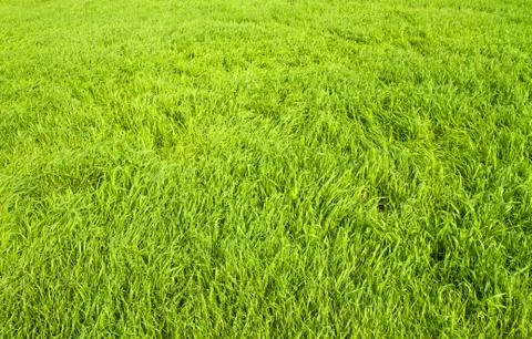 Green grass seamless texture. Stock Photos