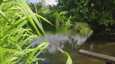 Green grass-sedge on the background of the river Stock Footage 155154382