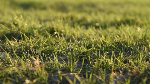 Green grass shimmers in the sun Stock Footage 128970727