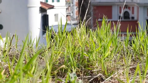 Green grass shining under sunlight with a blow of wind Stock Footage 172251353