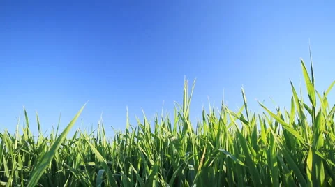 Green grass. shot with slider. Stock Footage 6526771