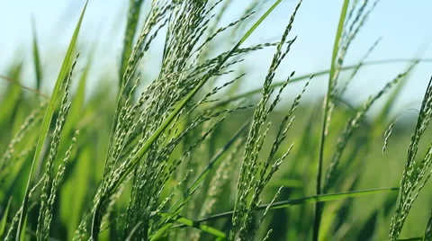 Green grass. shot with slider. Видео 6530509