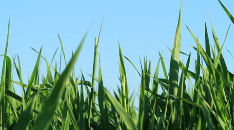 Green grass. shot with slider. Video stock 6530744