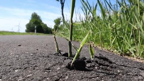 Green grass showing determination by pushing through asphalt Stock Footage 131539495