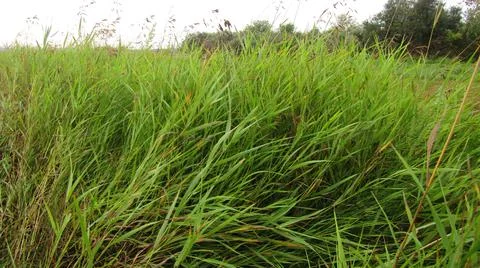 Green grass of Siberian fields Stock Photos