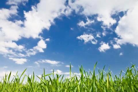 Green grass, sky Stock Photos