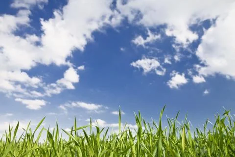 Green grass, sky Stock Photos