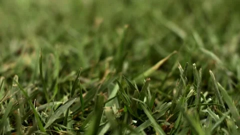 Green grass. Slider camera movement. Stock Footage 135612443