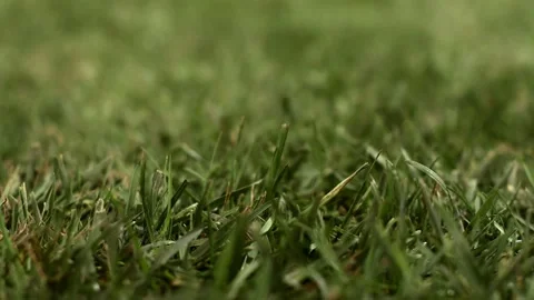 Green grass. Slider camera movement. Stock Footage 135612445