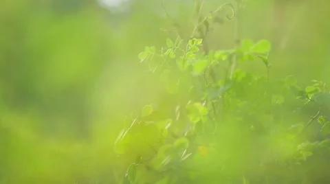 Green grass slider shot 動画素材 43244105