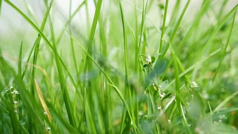 Green grass сlose-up Stock Footage 80189939