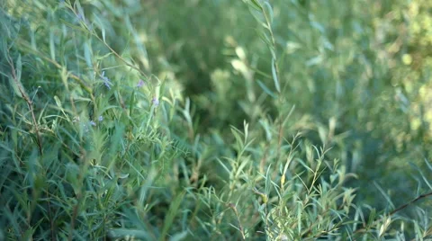 Green grass slow motion Video stock 68214021