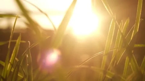 Green grass in slow motion Video stock 165475596