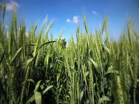 Green grass slowly moving in the wind against  blue sky and white clouds Stock Footage 79824274