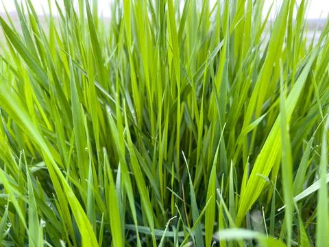 Green grass with small dew drops on it Stock Photos