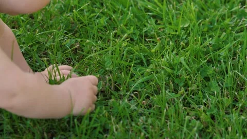 Green Grass Small Hand Stock Footage 290906307