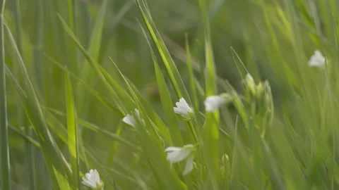 Green grass with small white wildflowers, soft natural light. 4K 60fps. Stock Footage 334024294