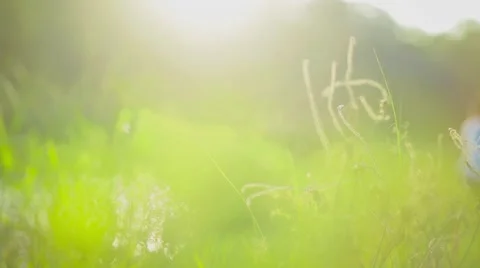 Green Grass smooth shot 動画素材 43244132