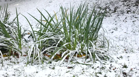 Green grass with Snow 2 Stock Footage 55856991