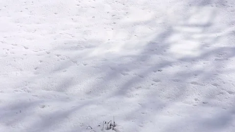 Green grass in the snow Stock Footage 75382400