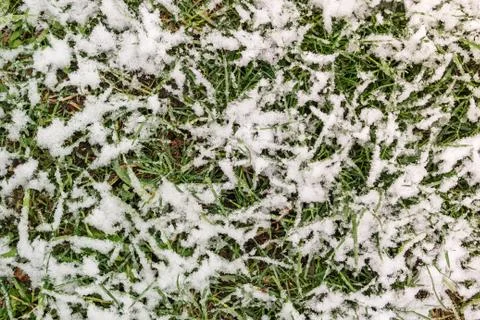Green grass in the snow Stock Photos