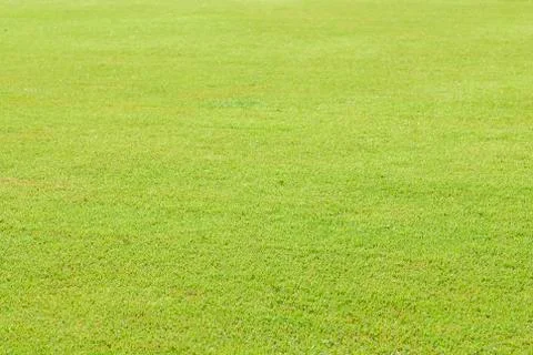 Green grass soccer field Stock Photos