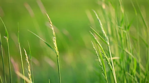 Green grass soft focus 01 Stockbeeldmateriaal 706354